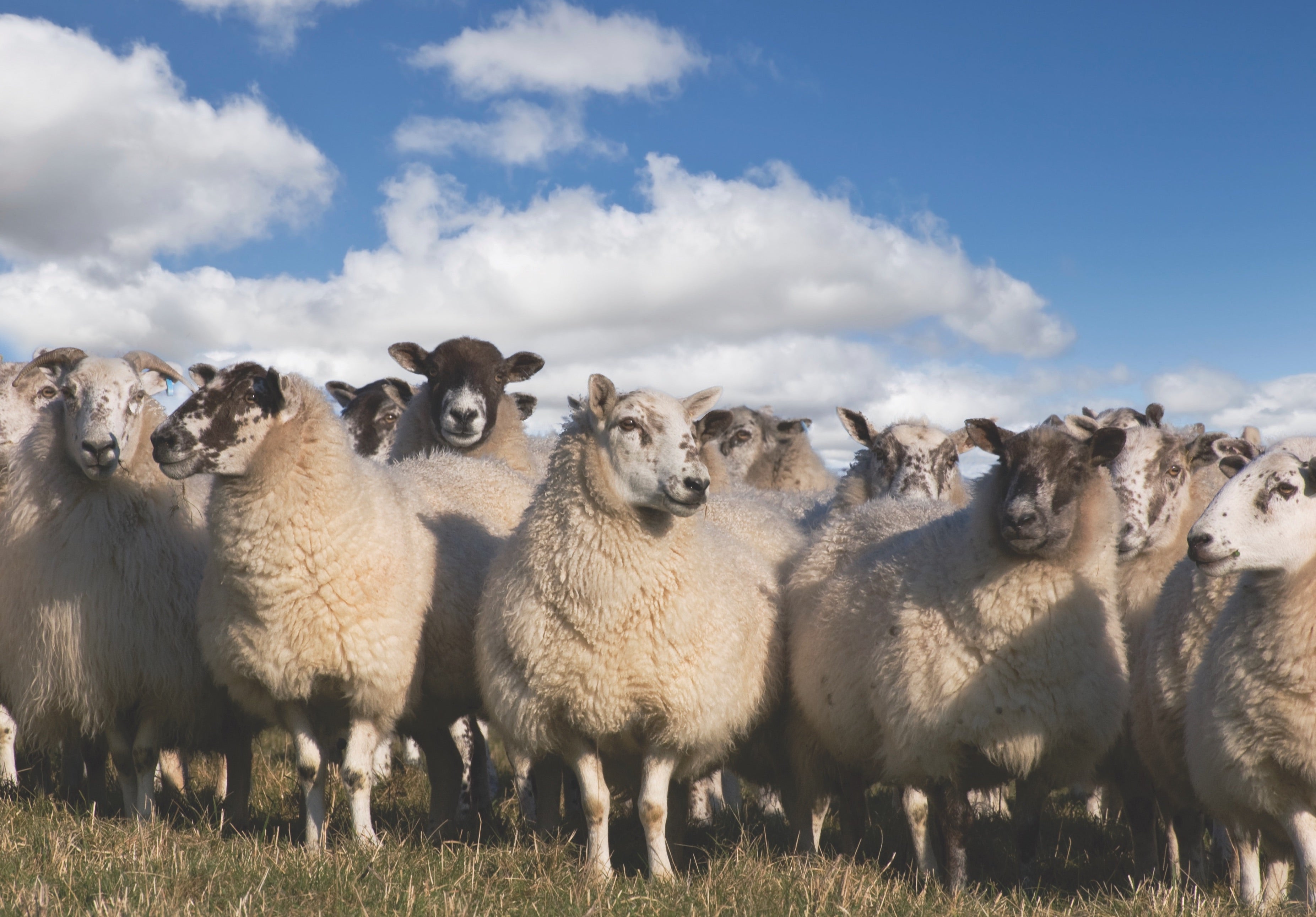 Sheep flock ewes lambs